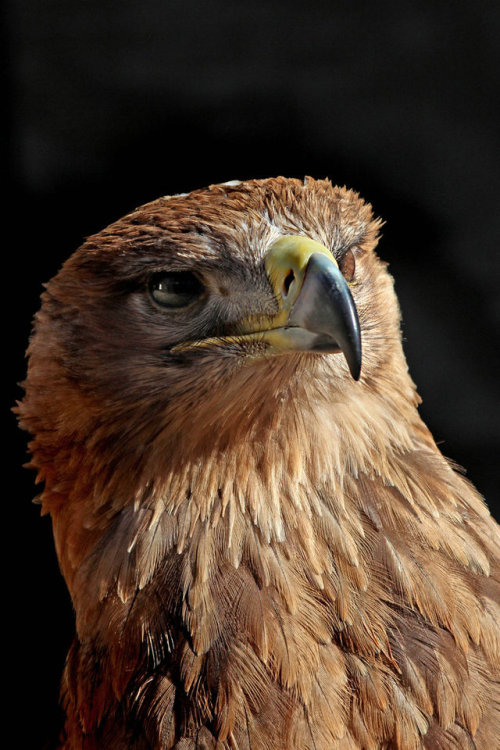boudhabar: tawny eagle indian