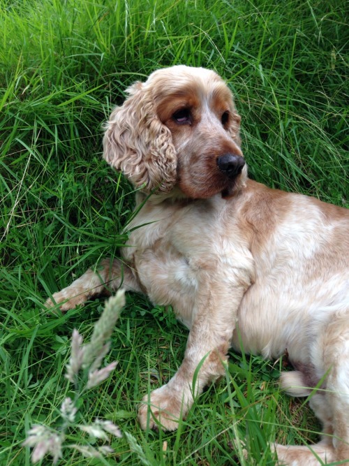 mcry:my dog’s actually a male model ok