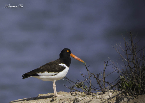 American Oystercatcher