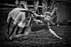 Mutton Busting on Flickr. @ the Iowa State Fair, 2013