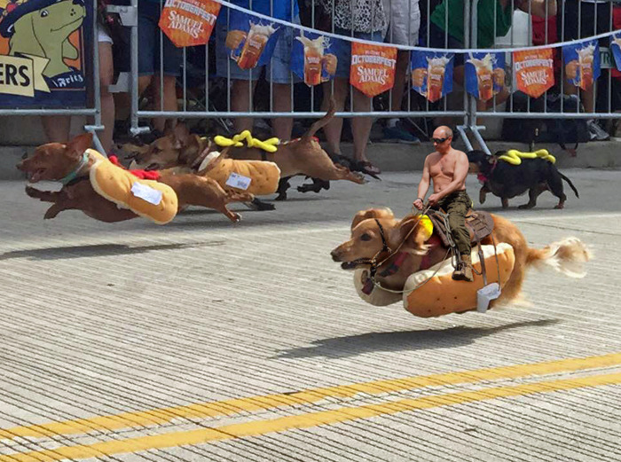 wwinterweb:    PS Battle: Sprinting dachshunds dressed as hot dogs (see 10 more)