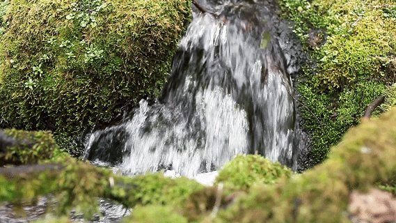 marisarenee: Creekside Clarity Original Cinemagraph by Marisa Renee