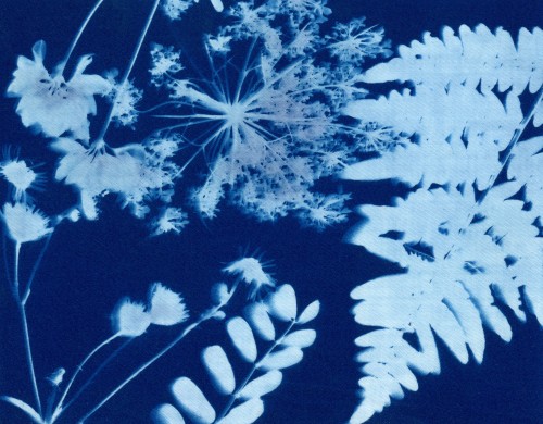 F l e e t i n g Upstate NY | Summer 2020Created by me (dcci) with Jacquard Cyanotype Fabric