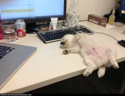 aplacetolovedogs:  Bring Your Puppy To Work Day  It was bring your puppy to work day…… looks like this little one didn’t even make it past the first coffee break before zonking out! RedditKon