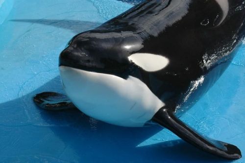 Gender: FemalePod: N/APlace of Capture: Born at Marineland Antibes, FranceDate of Capture: Born on F