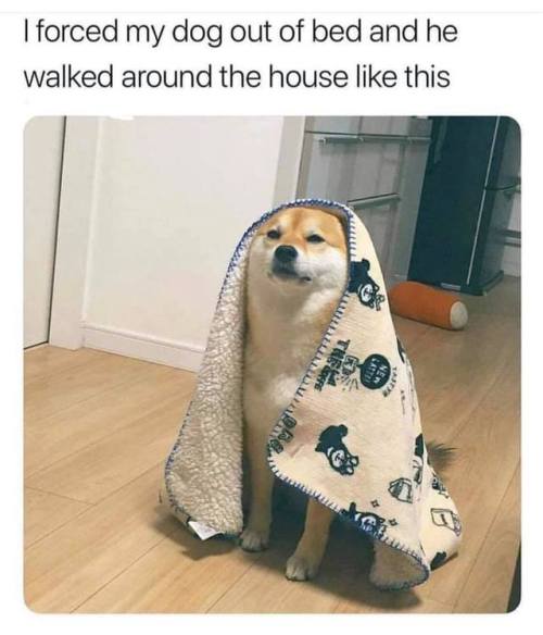 doggosource:nap cape