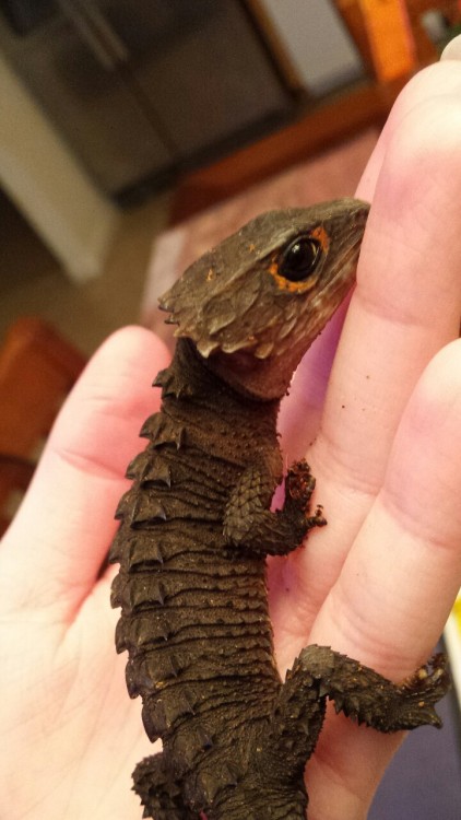 sleeved:faithbeforefear:  Little baby!   its a dragon