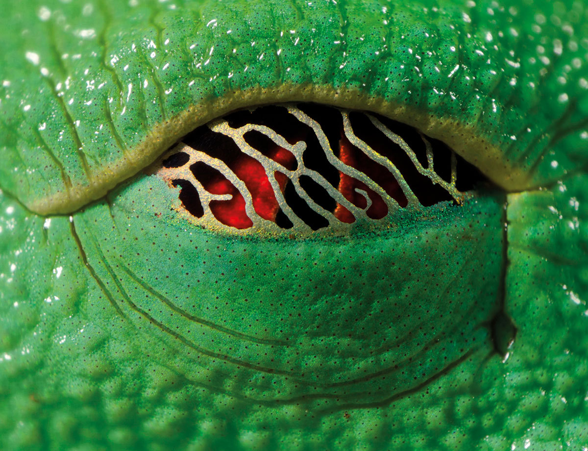dogpuddle:  cuckou:  scales-and-fangs:  Napping eyes of the red-eyed tree frog (Agalychnis
