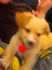 catsdogsblog:  More GIFs: http://catsdogsblog.tumblr.com