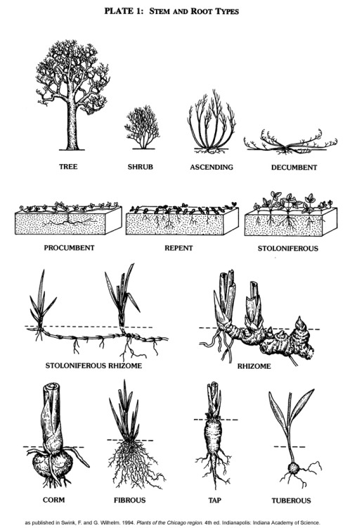 How to Describe Plants