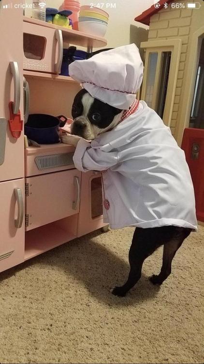 My 3 year old has grown suspicious that her dog, Beauregard has been cooking in her kitchen when we 