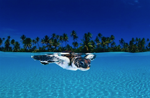 nubbsgalore:  with nearly seventy stories to his credit, david doubilet is one of national geographic’s most prolific living contributors. considered a master of water and light, his signature is the half and half image that relates the surface to