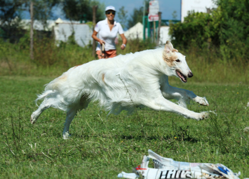 heelerandthehound: borzoi coursing photos by heelerandthehound