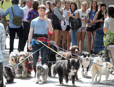 singingonpavements:
“ Daniel Radcliffe walking 12 dogs while smoking a cigarette
”