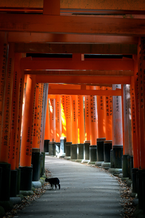 jaimejustelaphoto: The lost cat - Fushimi Inari - Kyoto