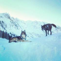 Amaroqwolves:nice Weekend Y'all…. #Aiyanathewolfdog #Amaroqthewolfdog #Wolfhunde