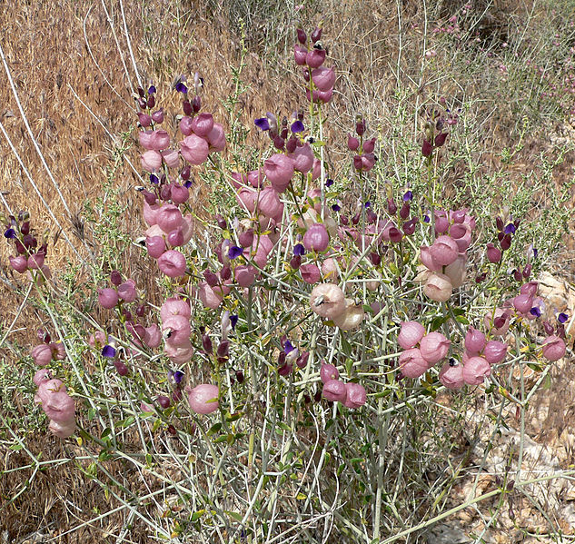 plant-a-day:  Photos courtesy of Stan Shebs (1, 2, 3) Salazaria mexicana aka Mexican