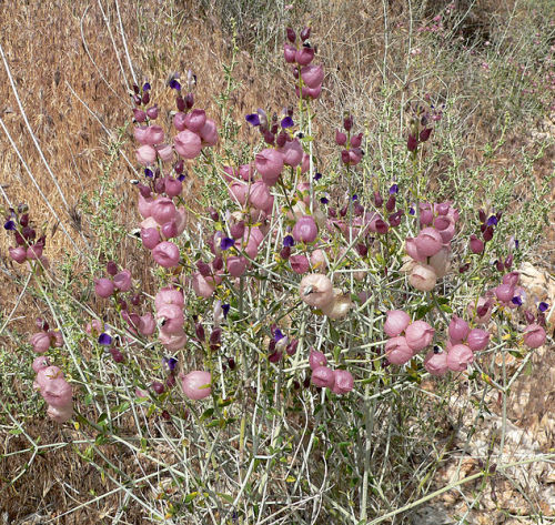 plant-a-day:  Photos courtesy of Stan Shebs (1, 2, 3) Salazaria mexicana aka Mexican Bladdersage or Paperbag Bush. Family Lamiaceae. Native to southwestern North America (distribution map). Hardy in zones 9-11. 