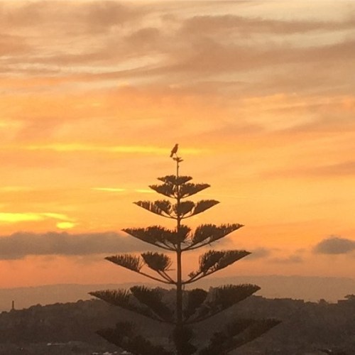 One of my favorite things about the Norfolk Island Pine across the street is the birds use the very 