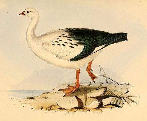 Andean goose (Chloephaga melanoptera) and Bar-headed goose (Anser indicus) have special adaptat