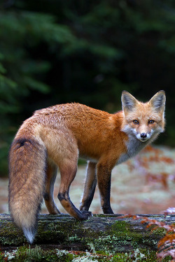 illest:  Red Fox ©
