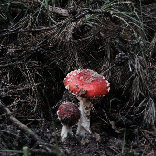 eumycota:the most amazing amanita muscaria