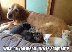 animalinproduction:  Whats adopted 