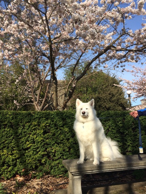 skookumthesamoyed: There’s that Skookum smile! Posing with the cherry blossoms at the Ballard 