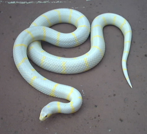 magical-girl-stims:Pastel snake stimboard for anon