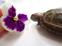 thewhimsyturtle:  November Nostalgia  Back in July, Mommy came across a bunch of pansies while she was out and about.  She picked one just for me!  I was so excited I stuffed my face like there was no tomorrow! 