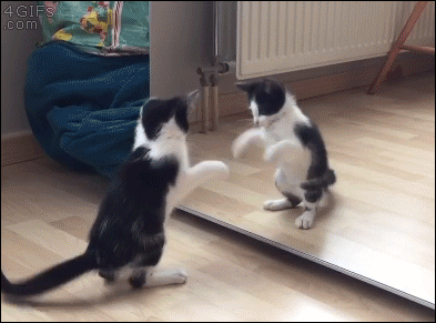 Kitten meets reflection