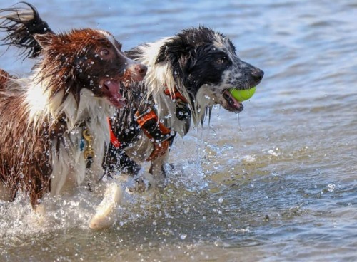 Cooling down on a hot Wed!! #postworkswim #dogsofinstagram #beach #summer #bordercollie #bordercolli