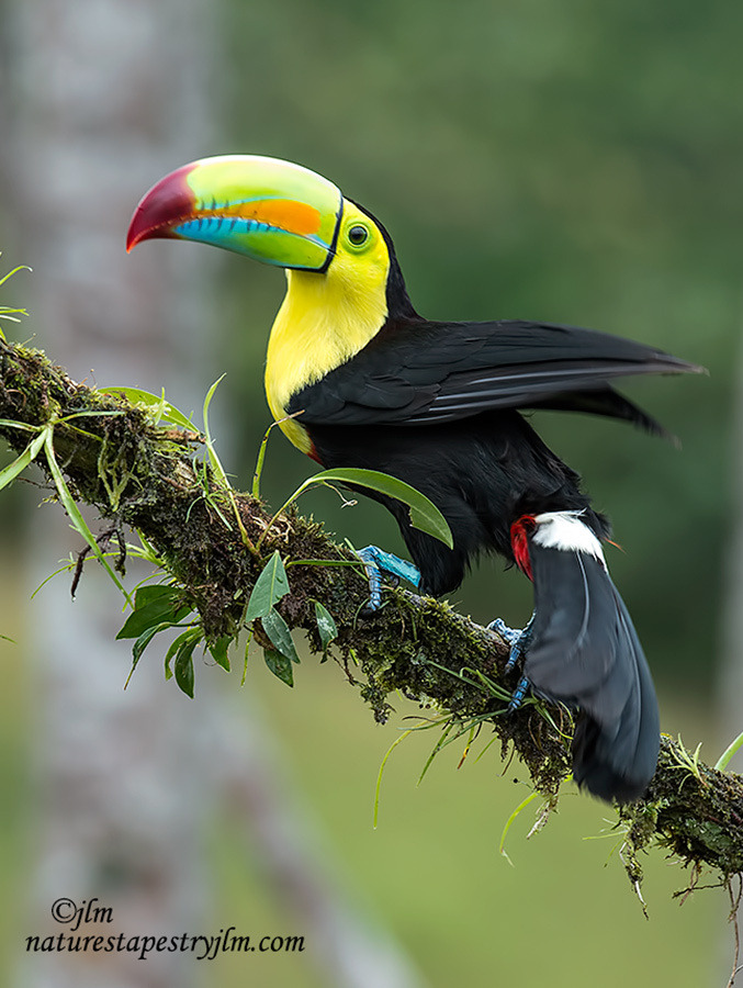 Keel billed toucan