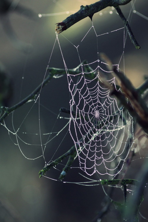 r2–d2:  Morning Cobwebs 