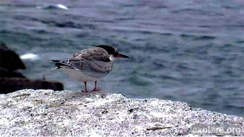 Those Teenaged Years Can Be Hard A juvenile Tern hangs out on the Puffin Loafing Ledge. Click here t