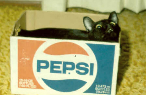 necro-om-nom-nomicon:2othcentury:1983 © John McDavidi lov you 36 year-old pepsi cat