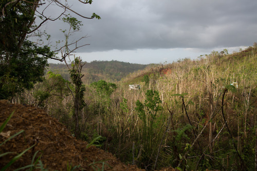 Researchers in Puerto Rico say hurricanes Irma and María made long-lasting and ongoing impacts to fo