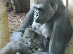 sft425:  marxbexleylector:  sixpenceee:  Meet Ngozi, a western lowland gorilla and her newborn (January, 2014)(Source)  Tits out for Ngozi  @anaisalicious