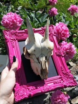 cummy-eyelids:  Got a pretty frame for this adorable goat skull named Courtney that I received in a trade from lessthanlindsay! 💕 