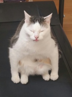 unflatteringcatselfies:This is Rocky. He likes to sit with his arms next to his knees like this and he yells a lot. We love him!