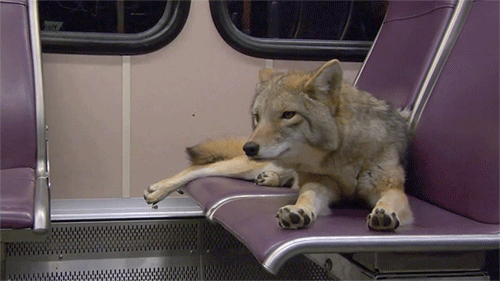 we-are-trickster: demoralizedlycanthrope: Modest Mouse - Coyotes (Music Video) Tricksters in big cit