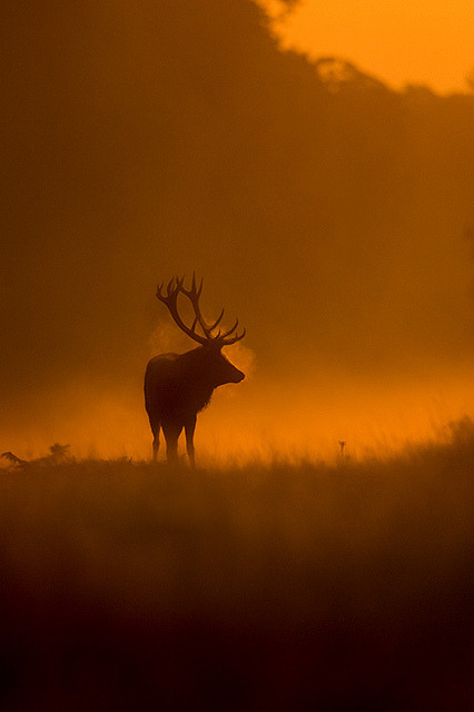 jaws-and-claws:  Red deer stag at dawn during rut by thewildlifephotographer on Flickr.