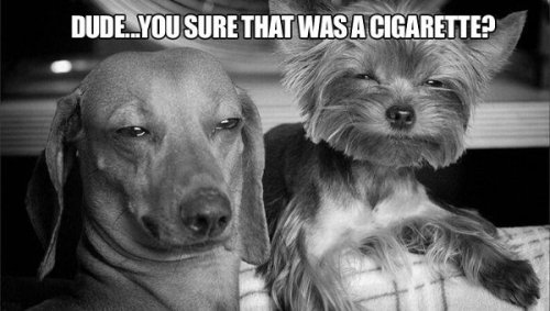 Funny pictures of the day (49 pics) Dude.. You Sure That Was A Cigarette