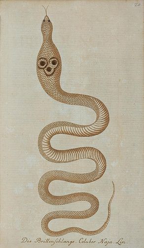 leaddust:  biological illustrations  serpents   