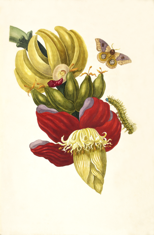 Maria Sibylla Merian - Inflorescence of Banana, 1710