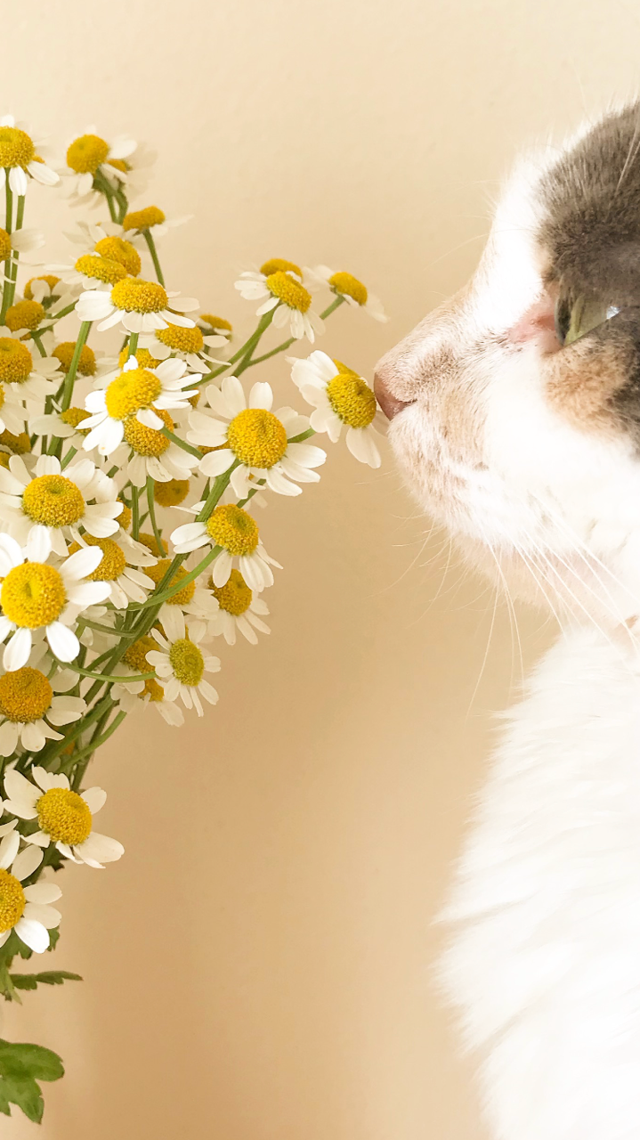 rainy-kiddo:she sniff