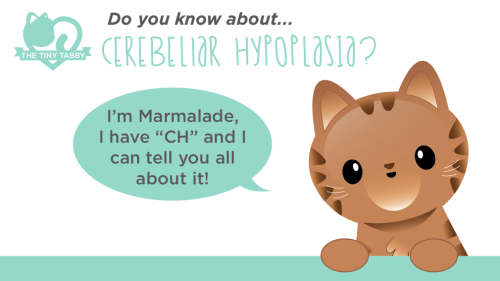 thetinytabby:thetinytabby:Do you know about Cerebellar Hypoplasia?If you’ve ever had the absolute pleasure of meeting a cat with CH, you’ll know how quirky and charming they typically are!Teddy, the CEO of The Tiny Tabby, has CH. He is the happiest,