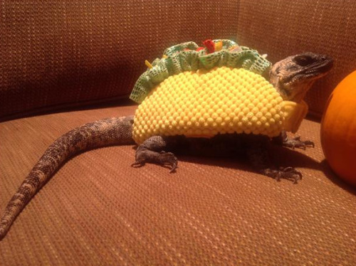 Just a lizard in a taco costume. Move along.(via Wally Taco)