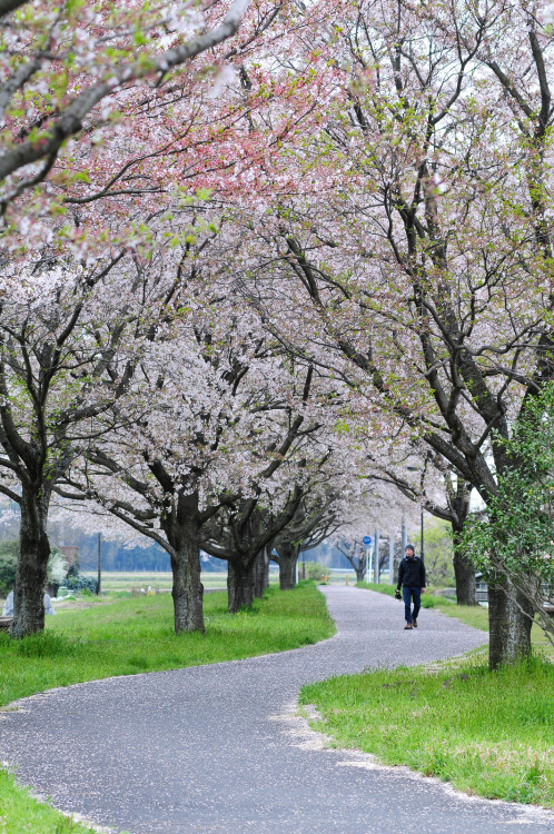 fuckyeahjapanandkorea: 蒜山高原 by U3K-Y 