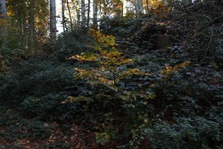 90377: November forest ‘15.tumblr | Instagram | Etsy Shop